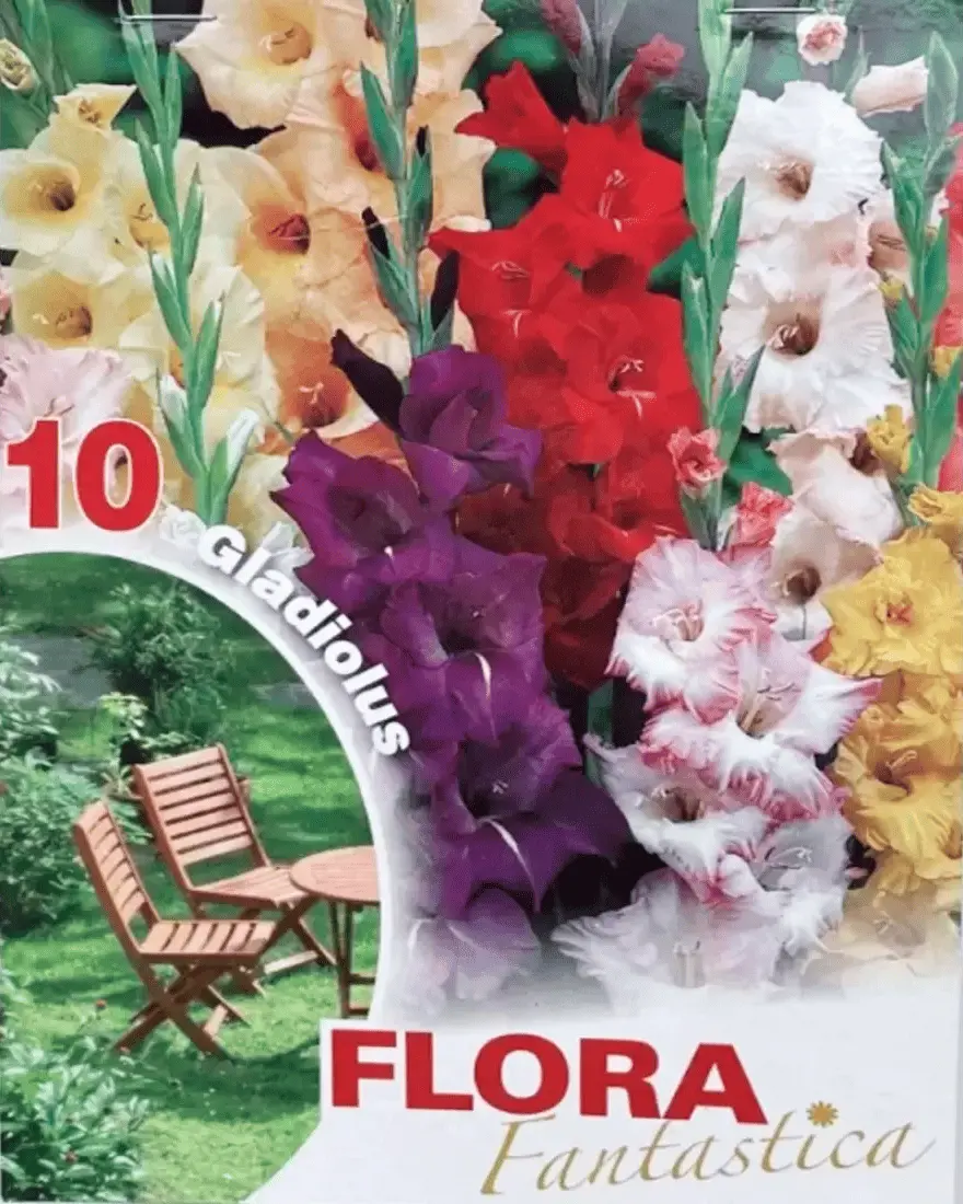 Фото 1 - Гладіолус Flora в асортименті 10 шт 1 уп