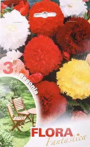 Фото 3 - Бегонія Fimbriata Mixed Flora Fantastica 3 цибулини в упаковці