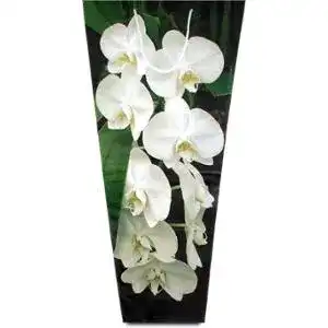 Подарунковий пакет-коробка для орхідеї 60 см